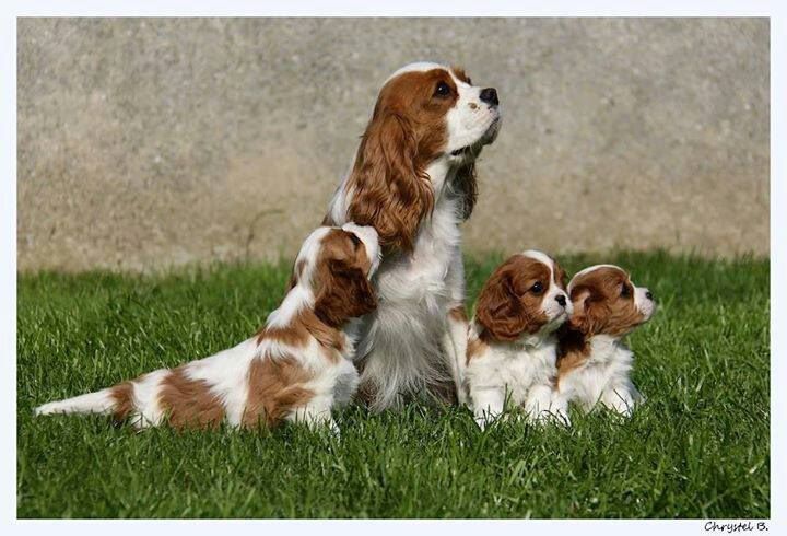 Flash dance De vaudival