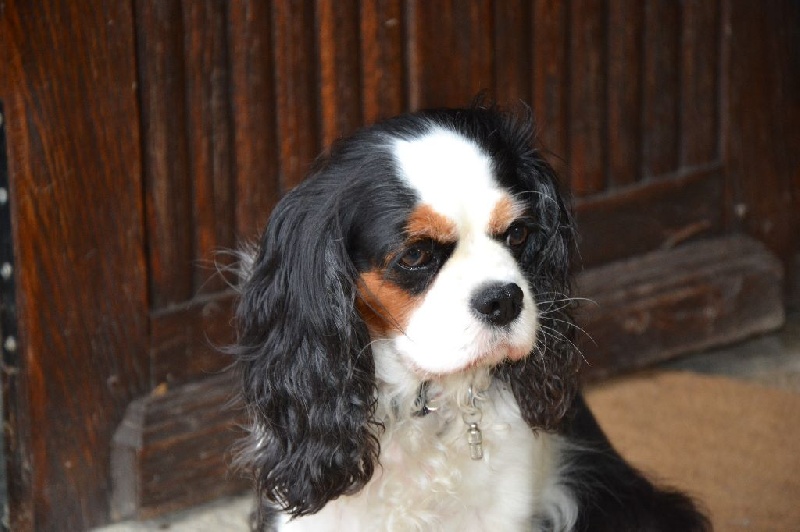 Dolce vita De vaudival