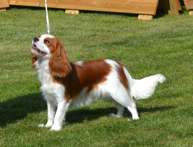 Jude Des Cavaliers D'hadzynski