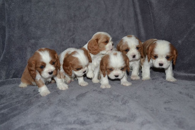 Des Cavaliers D'hadzynski - Les chiots grandissent !