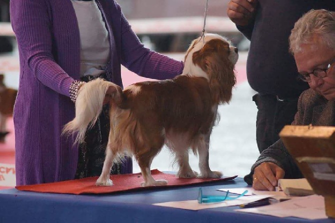 Des Cavaliers D'hadzynski - Exposition canine internationale d'Amiens