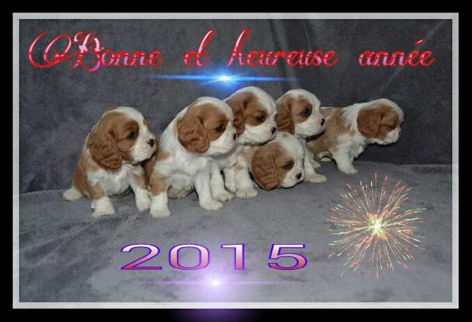Des Cavaliers D'hadzynski - Les cavaliers d'Hadzynski vous souhaitent une bonne et heureuse année