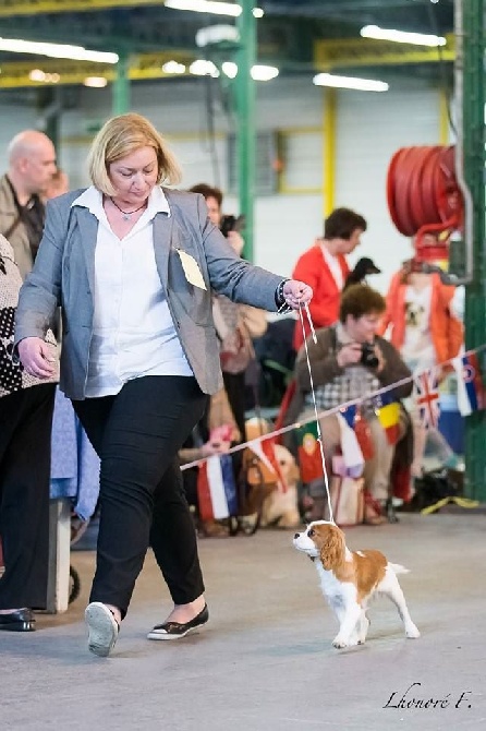 Des Cavaliers D'hadzynski - Exposition canine de Maubeuge (11 avril 2015)