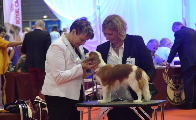 Des Cavaliers D'hadzynski - Exposition canine internationale de Douai (12 juin 2016)