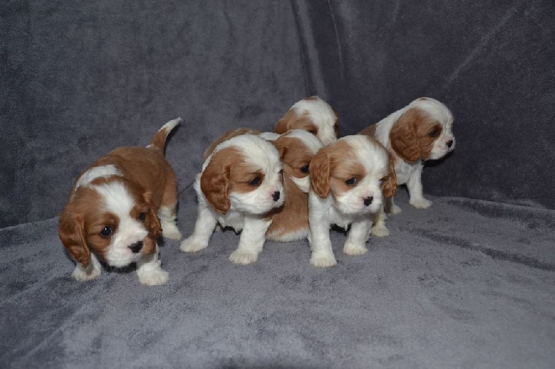 Chiots 2014