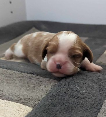 CHIOT 1